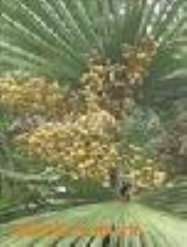 Saw Palmetto Fruit Extract